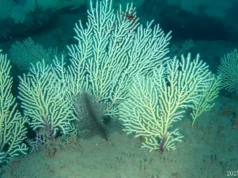 O recife de coral supostamente morto do Benin foi redescoberto repleto de vida