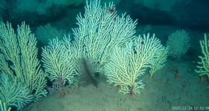 O recife de coral supostamente morto do Benin foi redescoberto repleto de vida