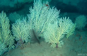 O recife de coral supostamente morto do Benin foi redescoberto repleto de vida