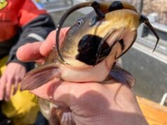 Cientistas descobrem primeiro câncer infeccioso em peixes