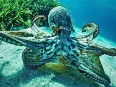 O cérebro do polvo desafia uma regra de longa data sobre por que os animais desenvolvem inteligência: Alerta Científico