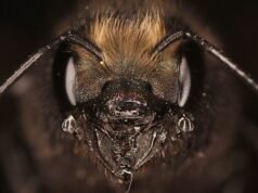 A maioria das pessoas não tem ideia de que as abelhas produzem seda – e os cientistas descobriram como usá-la: Science Alert