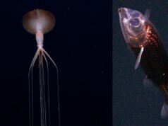 Cientistas viajam para áreas inexploradas do Oceano Atlântico e fotografam criaturas exóticas do fundo do mar