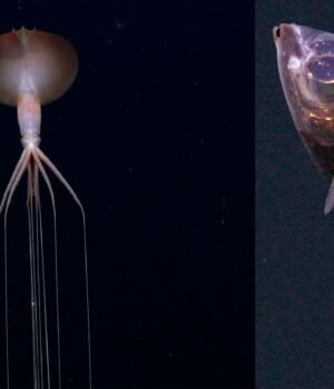 Deep-Sea-Photos-Atlantic9.jpg