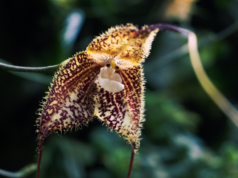 Orquídea Drácula: a flor de aparência gótica da qual os caçadores furtivos não se cansam: ScienceAlert