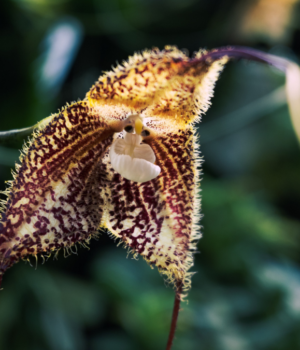 DraculaOrchid.png