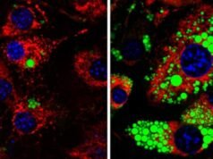 Uma única proteína parece controlar se as células de gordura crescem ou diminuem: Alerta Científico
