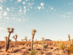 Pesquisadores retiraram musgo do deserto da Califórnia – e encontraram algo muito estranho (e minúsculo) nele