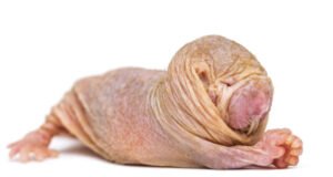 Rainhas ratos-toupeira peladas usam um sinal químico para suprimir a fertilidade em rivais