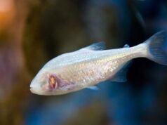 Este peixe vive na escuridão total – e os cientistas acabam de descobrir que ele faz algo estranho…