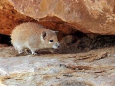 Este notável rato do deserto desafia o envelhecimento – e pode mudar a longevidade humana