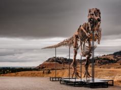 Esqueleto de T. rex vendido pelo valor recorde de US$ 50 milhões em leilão da Sotheby’s
