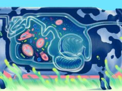 Uma nova maneira pela qual o mundo interior de uma vaca molda a atmosfera da Terra