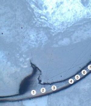 Low-Res_PR_BPR26-RV-00006_fig1.jpg