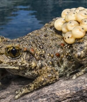 Male-midwife-toad-carrying-eggs-in-the-Pyrenees-.jpg
