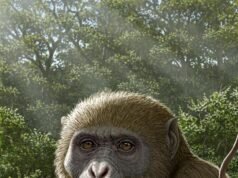 Fóssil de macaco de 17 milhões de anos no Egito pode mudar o que sabemos sobre as origens humanas