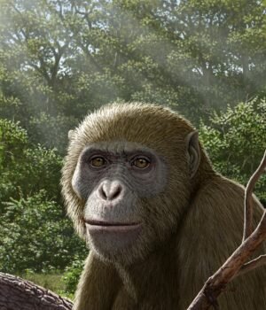 Masripithecus.jpg