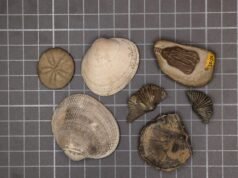 Cientistas de Stanford resolveram o mistério da extinção em massa de 252 milhões de anos