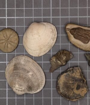 Modern-and-Paleozoic-Fauna.jpg