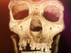 Humanos e Neandertais compartilharam uma cultura por 20.000 anos, sugerem descobertas em cavernas: Alerta Científico