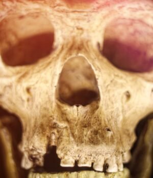 NeanderthalSkull.jpg