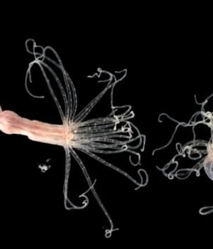 Nematostella-vectensis-sea-anemones-CARDIB-immune-1200x675.jpg