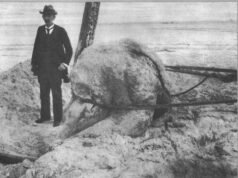Trunko: Um monstro marinho que era uma baleia em decomposição