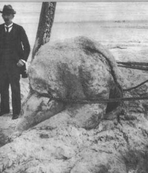 O_giganteus.jpg