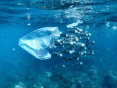 Microplásticos são documentados pela primeira vez em ecossistemas de águas profundas