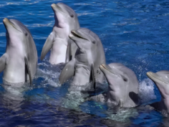 Nos primeiros meses de vida, cada golfinho-nariz-de-garrafa descobre um assobio único que se torna o seu nome para o resto da sua vida – e outros golfinhos aprendem esse assobio, lembram-se dele e utilizam-no para chamar aquele indivíduo em particular, tornando os golfinhos-nariz-de-garrafa a primeira espécie não humana descoberta a usar nomes pessoais.