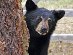O coração de um urso negro desacelera de cerca de 55 batimentos por minuto para até 8 durante a hibernação, mas emerge na primavera quase sem perda muscular ou óssea: uma estratégia biológica que está sendo pesquisada para proteger astronautas em missões longas