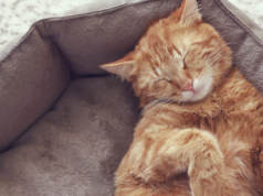 Os gatos dormem de 12 a 16 horas por dia, não porque sejam preguiçosos, mas porque precisam de pequenas rajadas explosivas de energia para suas manobras de caça – e um corpo que pode correr a cerca de 50 quilômetros por hora precisa da maior parte do dia para se preparar para alguns segundos de esforço.
