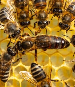 Queen-Bee-Worker-Bees.jpg