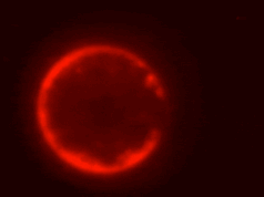 Pela primeira vez, os cientistas dizem que criaram uma célula sintética do zero: Science Alert