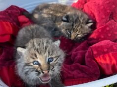 Os leitores reagem: Curiosidade catamount, aumento de avistamentos de lince