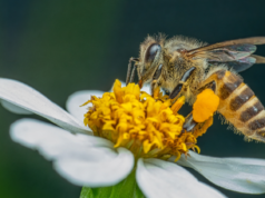 Para produzir meio quilo de mel, as abelhas da colméia podem visitar quase dois milhões de flores e voar mais de 80 mil quilômetros entre elas – o que equivale a mais de duas vezes a volta ao planeta.
