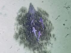 “Eu não sabia o que estava olhando”: filme de drone é uma das criaturas mais estranhas e raras do planeta