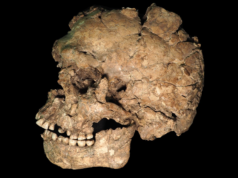 Há 100 mil anos, um dos Homo sapiens mais antigos fora da África foi esfaqueado no rosto, mostra análise