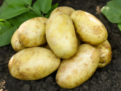 A batata moderna encontrou um antigo encontro casual entre um tomate selvagem e uma pequena planta tuberosa há cerca de nove milhões de anos na América do Sul, num evento híbrido que produziu os primeiros órgãos de armazenamento subterrâneo que nenhum dos progenitores poderia ter desenvolvido sozinho.