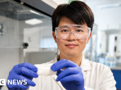 Como um curativo à base de plantas pode combater infecções – BBC