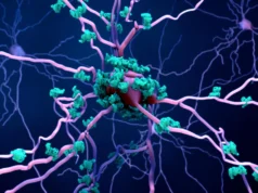 Cientistas finalmente descobriram como o Alzheimer mata células cerebrais