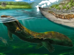 Novas espécies de salamandras gigantes descobertas em fósseis de 3,5 milhões de anos