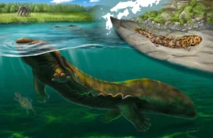 Novas espécies de salamandras gigantes descobertas em fósseis de 3,5 milhões de anos