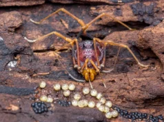 Criaturas parecidas com aranhas ajudam a descobrir origens surpreendentes de parentesco