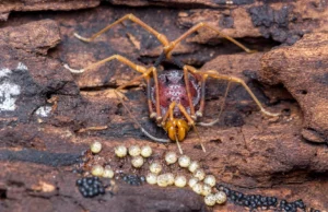 Criaturas parecidas com aranhas ajudam a descobrir origens surpreendentes de parentesco