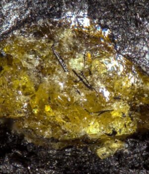 amber-1.jpg