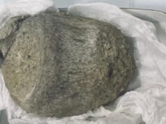 Fóssil guardado numa gaveta durante 40 anos acaba por ser a primeira evidência de dinossauros na Antártida: Alerta Científico
