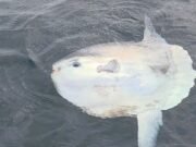 “Olha isso, a 1,5 metro do barco.” Skipper avista um dos peixes mais estranhos do planeta na costa da Inglaterra