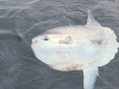 “Olha isso, a 1,5 metro do barco.” Skipper avista um dos peixes mais estranhos do planeta na costa da Inglaterra
