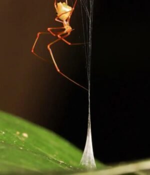 ballistaspider-1152x648-1782840720.jpg